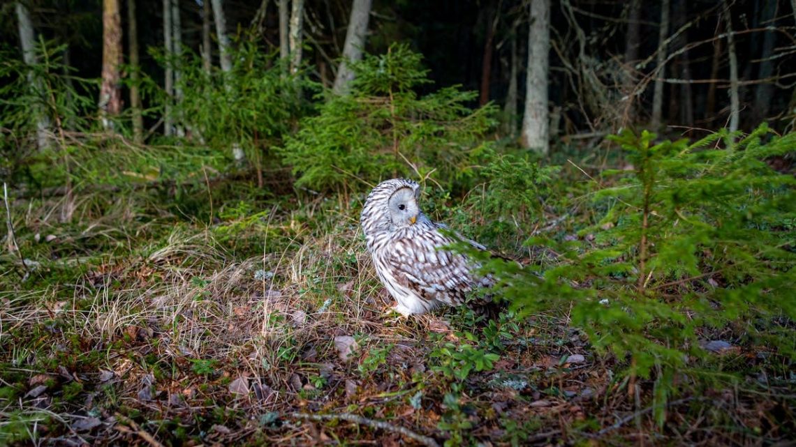 A majestic Ural owl perched in a lush green forest environment.