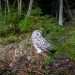 A majestic Ural owl perched in a lush green forest environment.